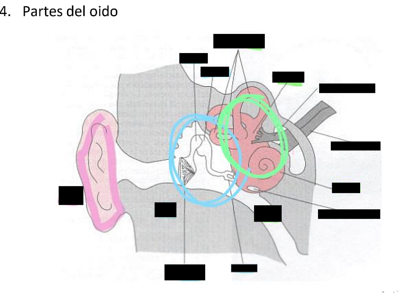 term image