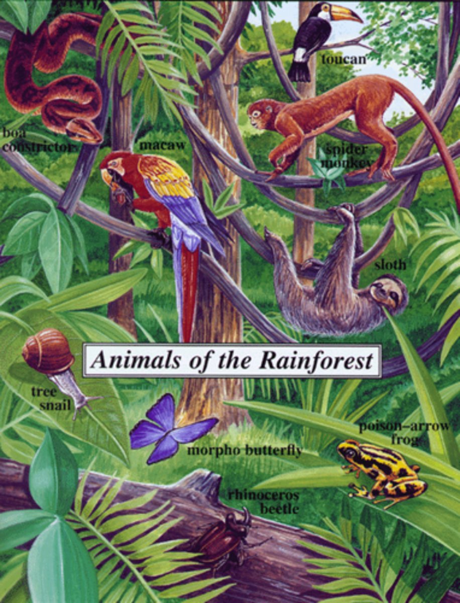 <p>50%. Scientists say that around half of the planet's animal and plant species live in the world's rainforests.</p>