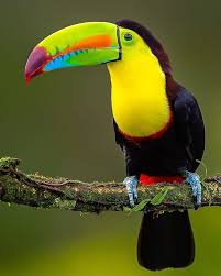 <p>Toucans</p>