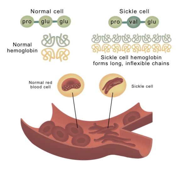 <ul><li><p><span style="background-color: transparent; font-family: "Proxima Nova", sans-serif;"><span>Also called a substitution</span></span></p></li><li><p><span style="background-color: transparent; font-family: "Proxima Nova", sans-serif;"><span>A base is changed but the number of bases stays the same</span></span></p></li></ul><p></p>