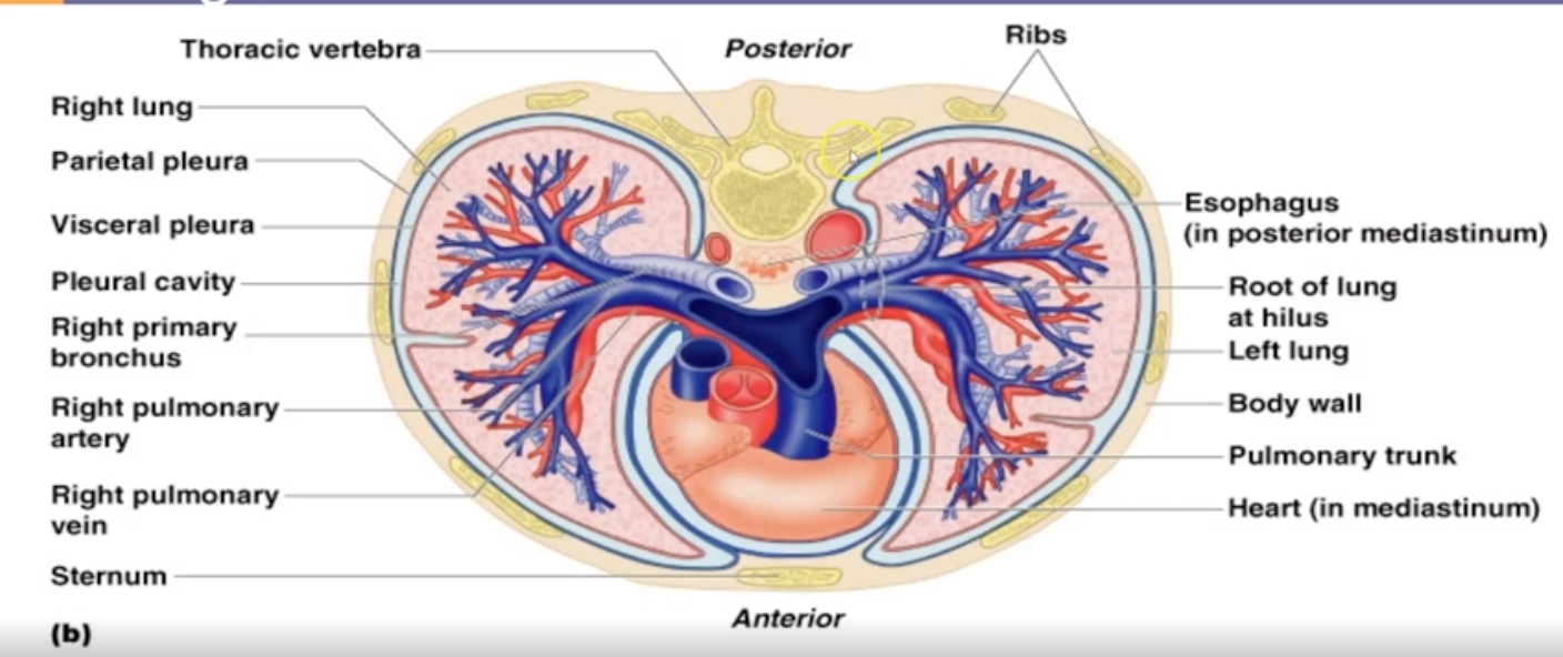 <p>Lungs. It occupies most of the thoracic activity and it major organ of respiratory system</p>