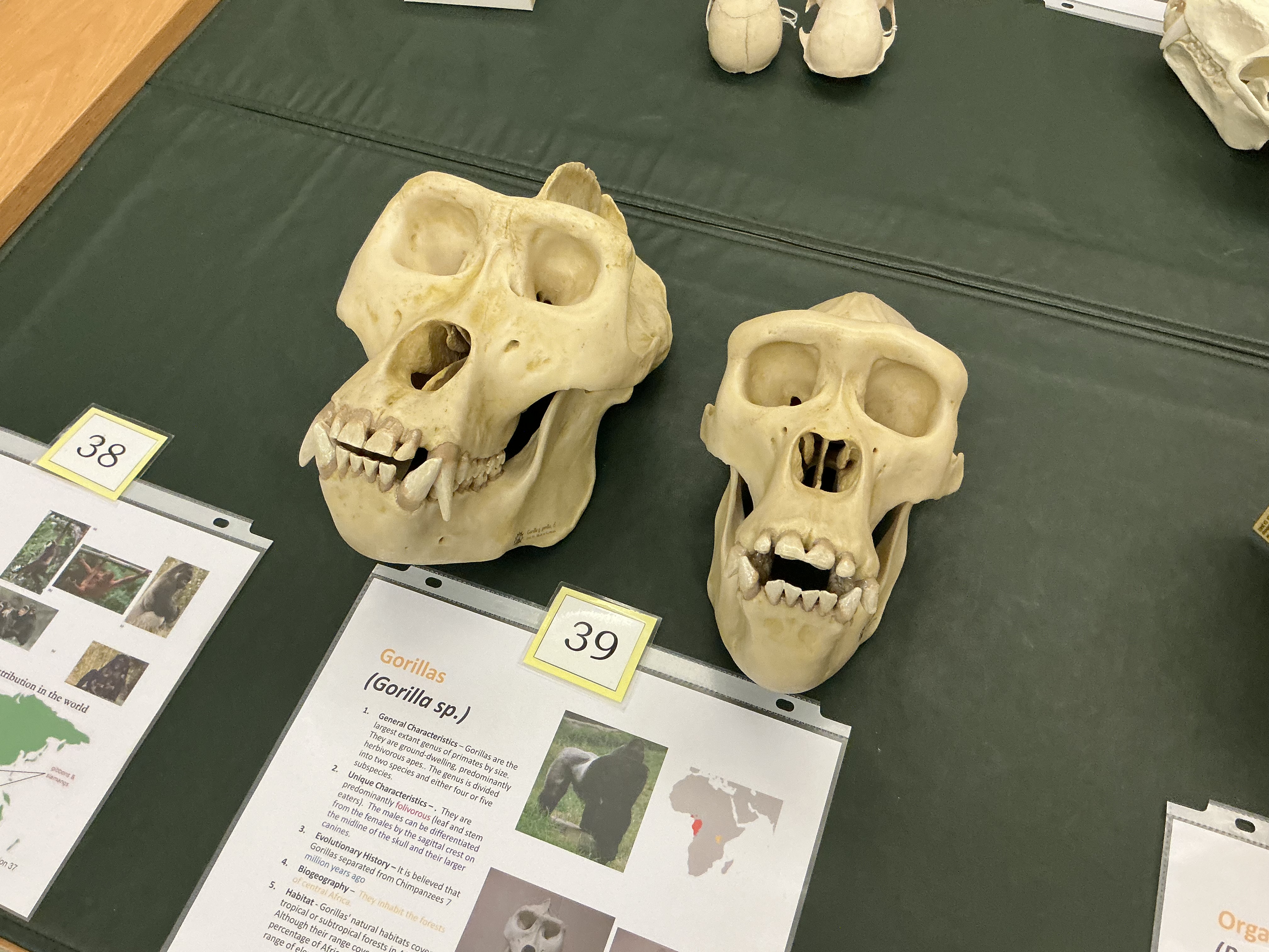 <p>How can you tell male gorilla from female?</p>