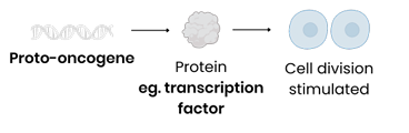 <p><strong><span>What is the function of proto-oncogenes?</span></strong></p>