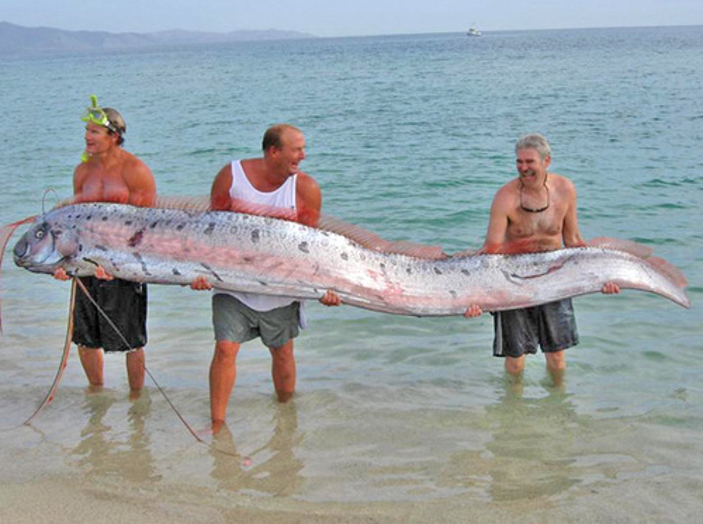 <p>Lampriformes-Oarfish</p>