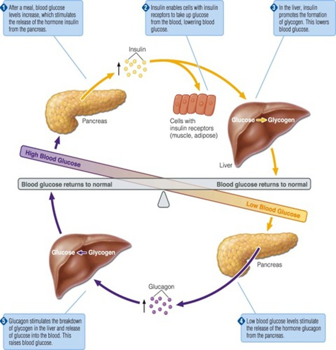 <p>hight hormone levels -> effect -> less hormone secretion</p>