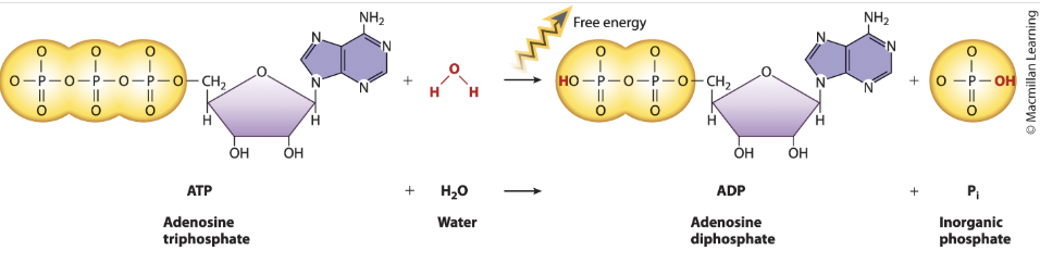 <ul><li><p>ATP + H20 → Pi(inorganic phosphate)(HPO4-2) + ADP</p></li><li><p><span>chemical reaction in which a water molecule is split into a proton (H + ) and a hydroxyl group (OH − ) .</span></p></li><li><p><span>Exergonic: </span></p><ul><li><p><span>less free energy in the products than in the reactants.</span></p></li><li><p>Delta H</p><ul><li><p><span>Phosphate groups of ATP negative → ATP has 3</span></p></li><li><p><span>ADP has 2 → more stable (contains less chemical energy in its bonds) than ATP → value of Delta H neg</span></p></li></ul></li><li><p>Delta S: positive</p><ul><li><p>Single molecule of ATP broken into two molecules (ADP and Pi) </p></li></ul></li><li><p>Delta G</p><ul><li><p>spontaneous and releases energy </p></li></ul></li></ul></li></ul><p></p>