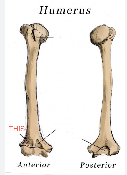 <p>Humerus</p>