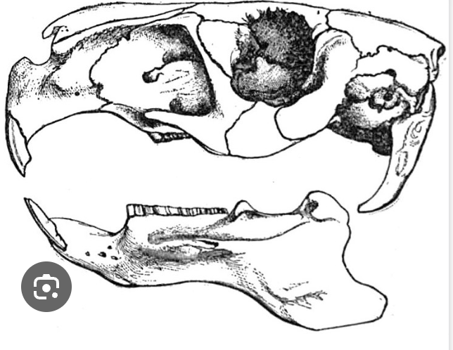 <p>super longgg (caviidae family)</p>