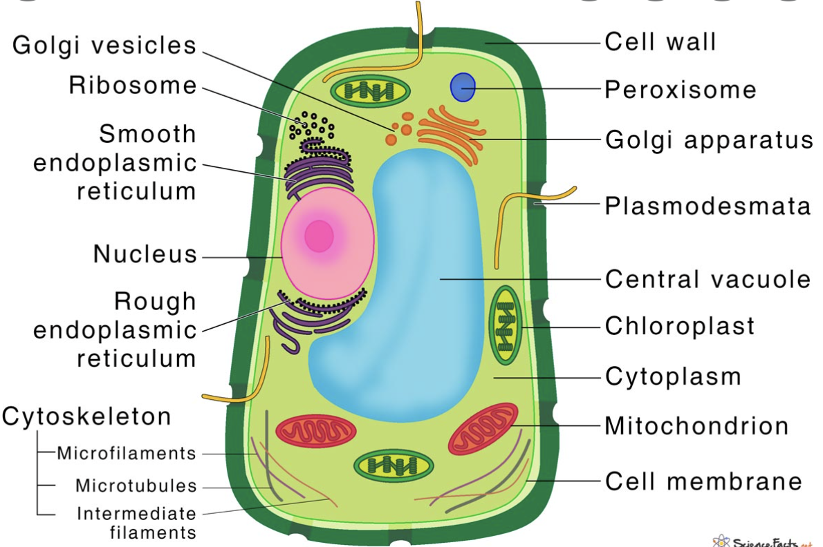 <p>defining features include the central vacuole, cell wall, and chloroplasts</p>