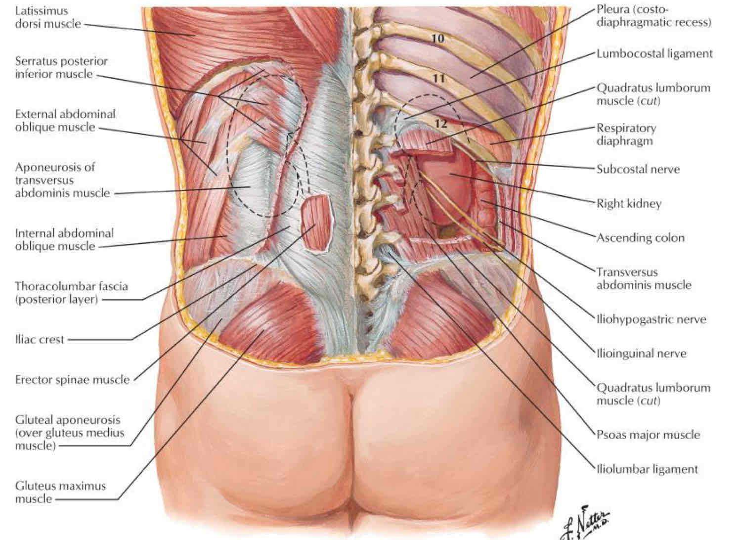 <p>What layers would you have to cut through from posterior to anterior to reach the kidneys?</p>