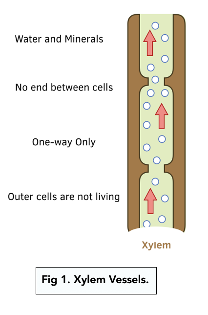 <p>Transports water and dissolves mineral water upwards from root to shoot</p>