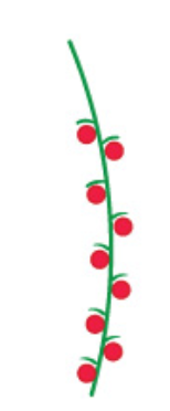 <p>Are similar to racemes, differing in that the flowers are imperfect either staminate or carpellate, and all flowers of a single must have both staminate catkins and carpellate ones</p>