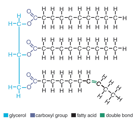 <p>Macromolecule</p><p>Glycerol with 3 fatty acid tails lots of C, lot ofs H, some O</p><p>General Formula: CH3(CH2)nCOOH</p><ul><li><p>HYDROPHOBIC so waterproofing of surfaces, insulation in animals, steroid hormones, long-term energy storage</p></li></ul><p>Saturated: carbons in chain have 4 single bonds (&quot;saturated&quot; with H) Unsaturated: some carbon atoms in bond has double bonds, less H</p>