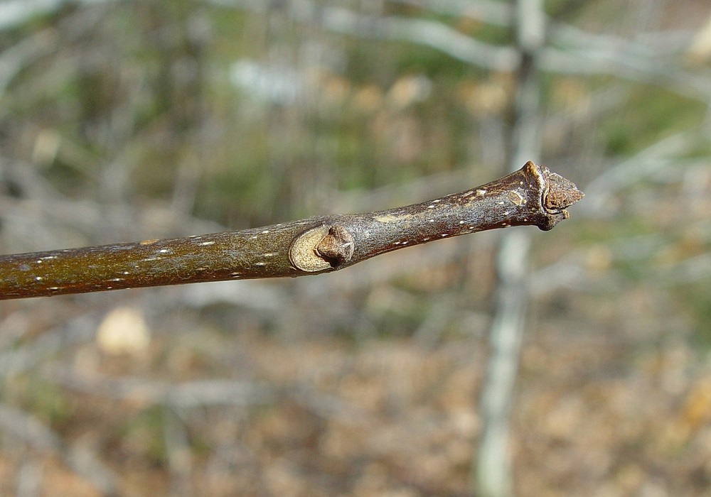 <p>what is the scientific name of white ash</p>
