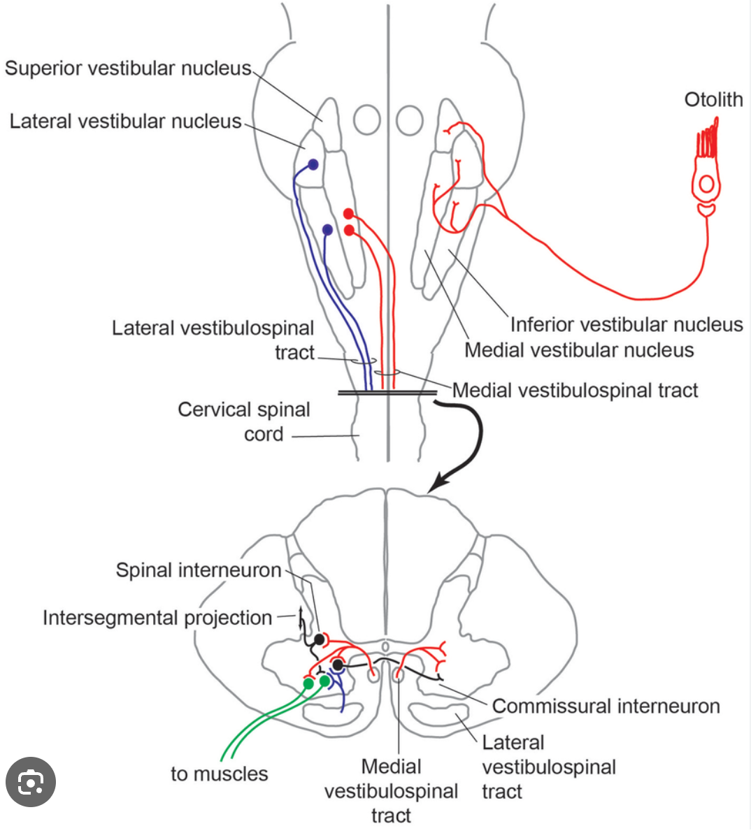 <p>Medial Vestibulospinal Tract</p>