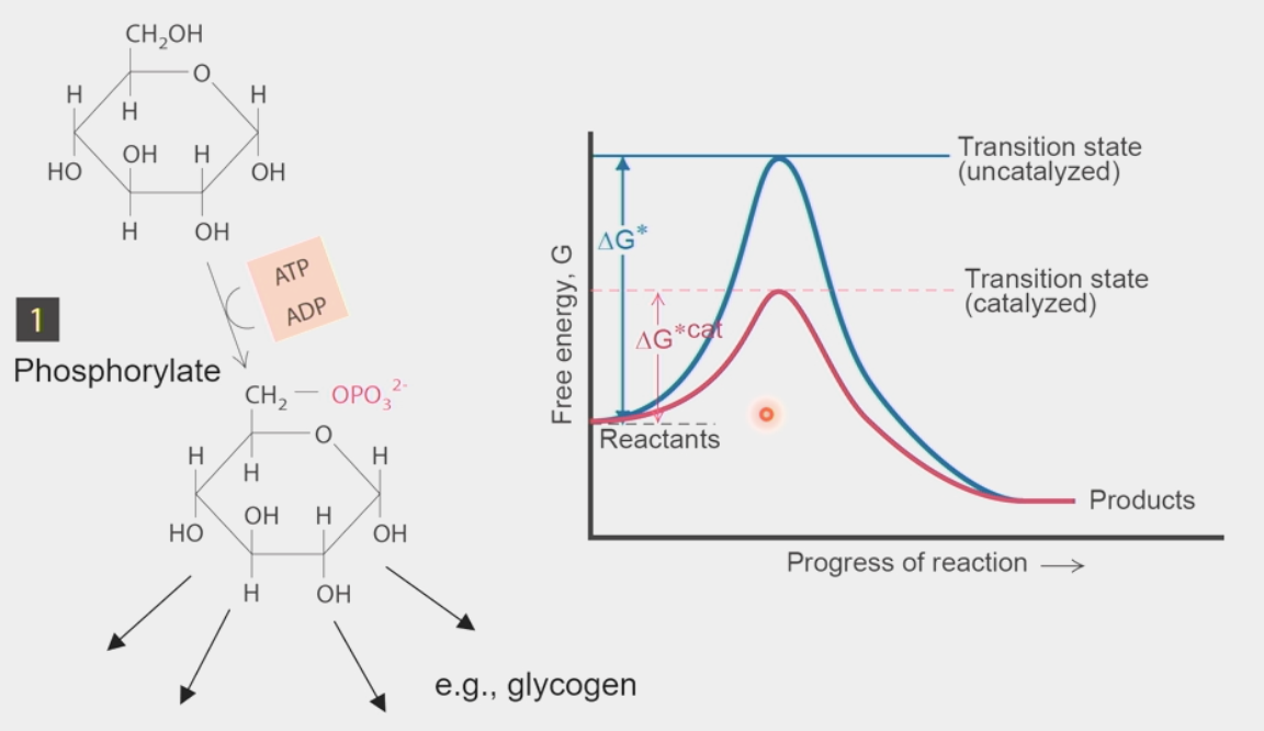 <ul><li><p>generates useful metabolite</p></li><li><p><strong>increases</strong> free energy of reactants</p><ul><li><p><strong>larger</strong> ΔG, <strong>smaller</strong> activation barrier to get over transition state</p></li></ul></li><li><p><u>NOT</u> catalysis</p></li></ul><p></p>