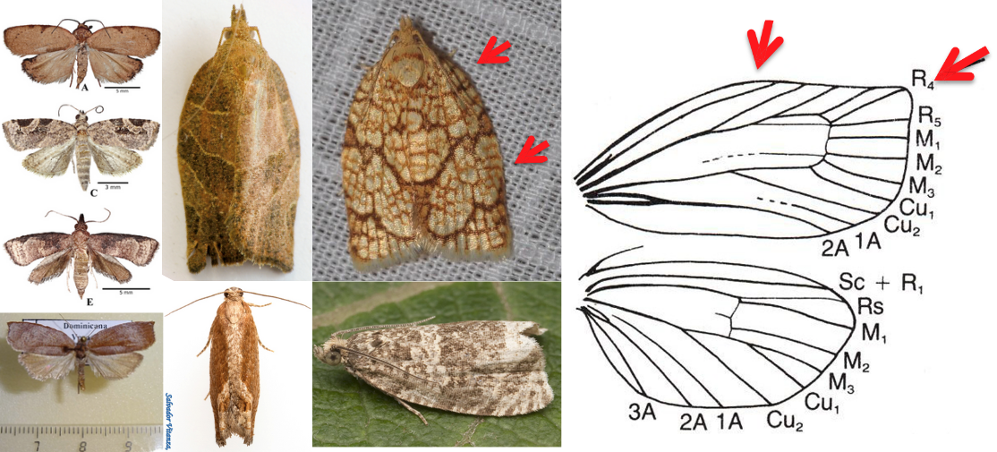 <ul><li><p>Maxillary palps small, labial palps, usually project forward</p></li><li><p><strong><em>FW broad, somewhat “round-shouldered”, with squared-off tips</em></strong></p><ul><li><p>Difficult to distinguish from other families, however</p></li></ul></li><li><p>Wings at rest usually held roof-like over the body</p></li><li><p>Size fairly small to medium</p></li><li><p>Often with complex patterns on FW and plain HW</p></li></ul><p></p>