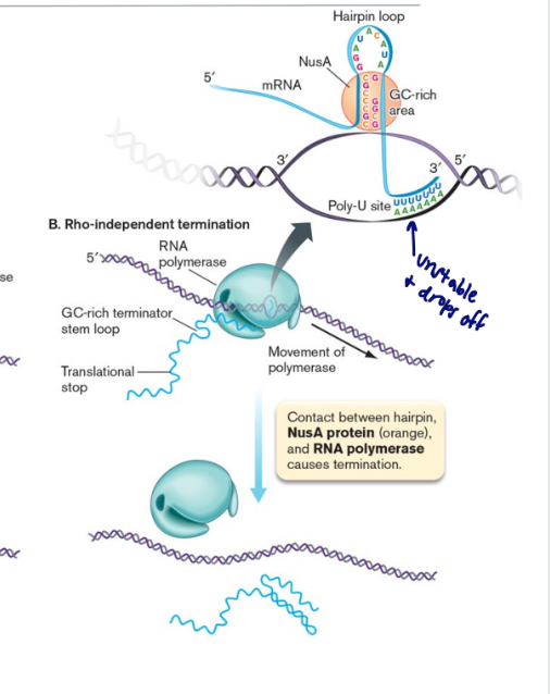 <ul><li><p><span>Requires a GC-rich region of RNA, as well as 4–8 consecutive U residues</span></p></li></ul>