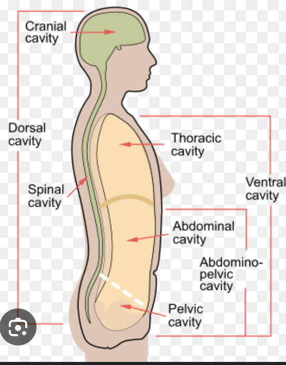 <p>Ribs, thoracic vertebrae and sternum define the volume of thoracic cavity</p>