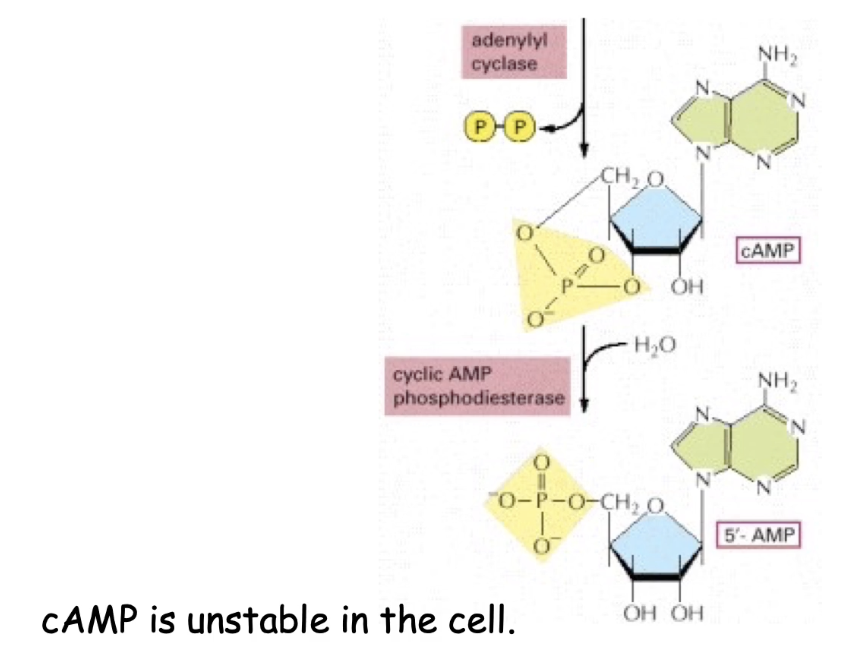 <ul><li><p><strong>Breaks down cAMP</strong> → <strong>5’AMP</strong></p></li><li><p><strong>Constitutively active</strong>, making cAMP <strong>unstable</strong></p></li><li><p>If <strong>adenylyl cyclase is inhibited</strong>, cAMP levels <strong>drop quickly</strong> due to phosphodiesterase</p></li></ul><p></p>