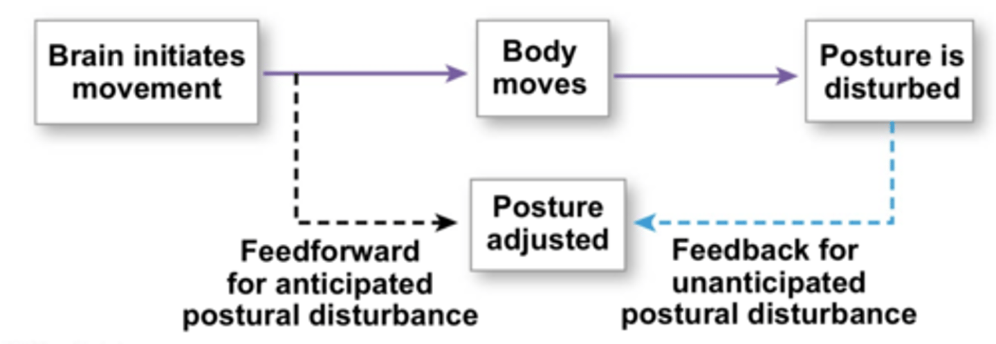 <p>Information that anticipates future changes and changes the set-point.</p>