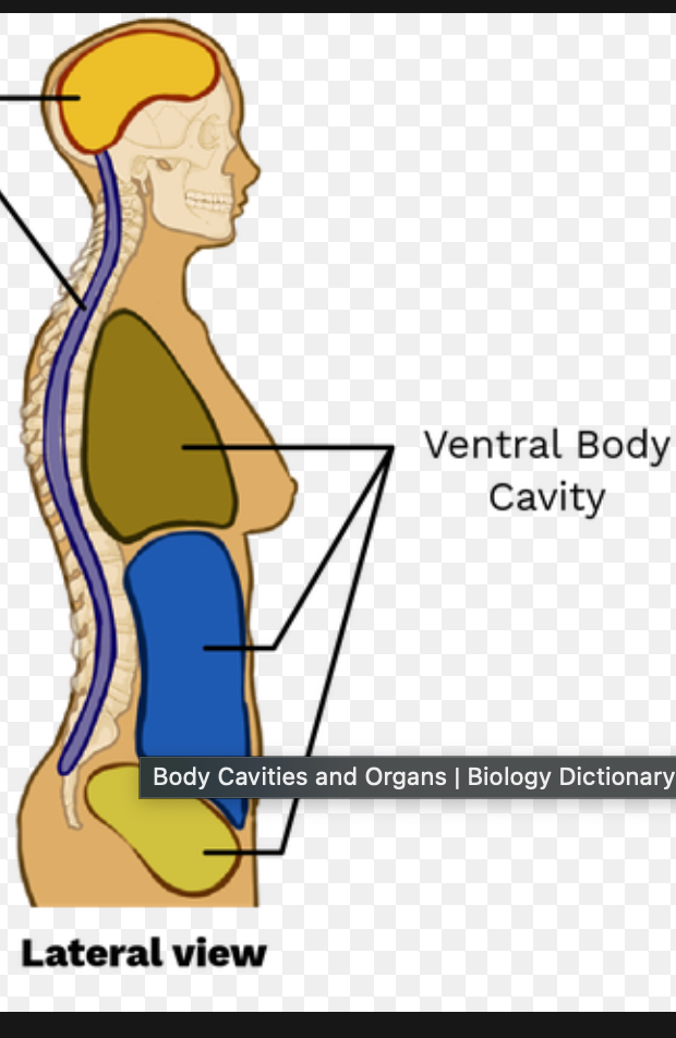 located along the front of the body, contains organs that maintain homeostasis