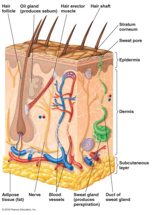 <p>T/F: Some members of the normal microbiome in the skin may cause illness under certain conditions.</p>