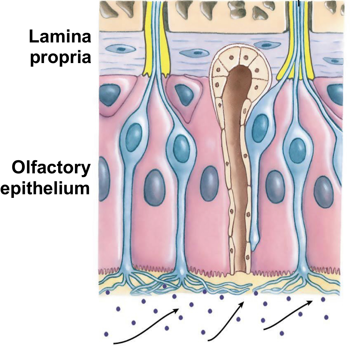 <ul><li><p><strong><span style="color: green">Olfactory epithelium</span></strong></p><ul><li><p>Has <strong><span style="color: green">cilia</span> </strong>where <strong><span style="color: green">chemicals</span> </strong>can <strong><span style="color: green">bind</span></strong></p></li></ul></li><li><p><strong><span style="color: blue">Lamina propria</span></strong></p></li></ul>