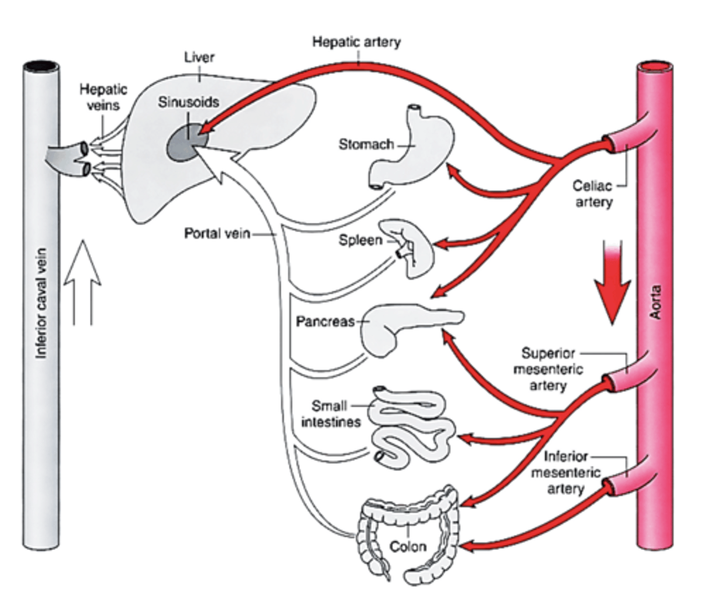 <p>splanchnic circulation:</p>