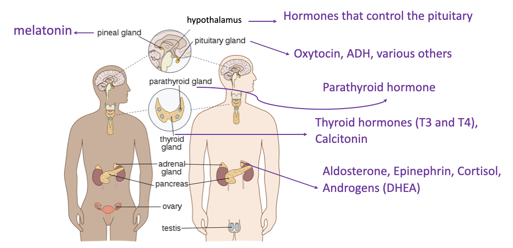 pineal gland - melatonin
hypothalamus - hormones that control the pituitary
pituitary gland - oxytocin, ADH
parathyroid gland - parathyroid hormone 
thyroid gland - thyroid hormones (T3 and T4), calcitonin 
adrenal gland - aldosterone, epinephrine, cortisol, androgens (DHEA)