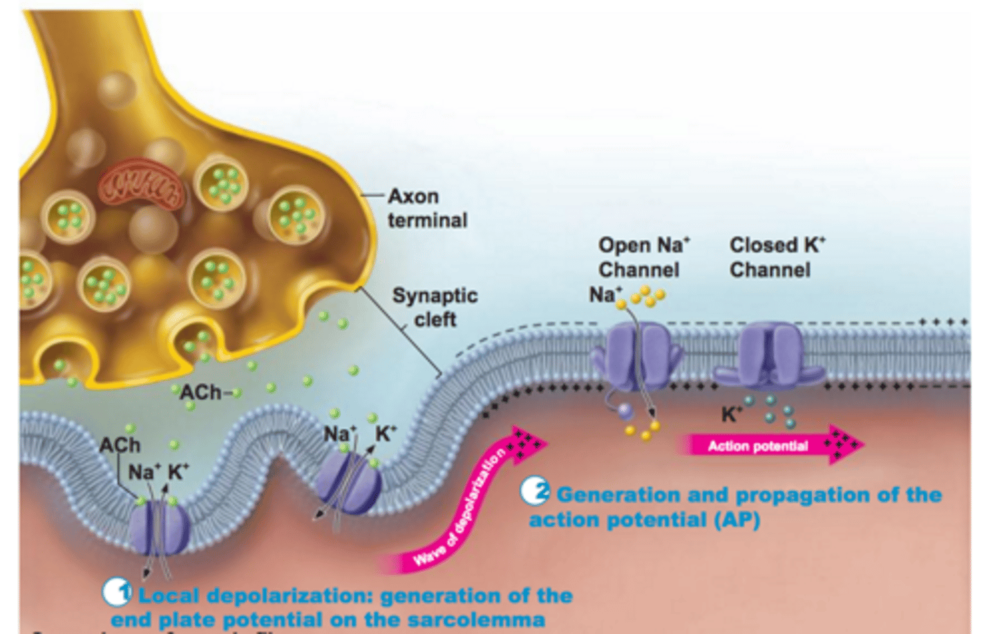<p>Occurs when sodium ions flood into the muscle fiber triggering the opening of additional sodium channels along the membrane resulting in a more positive charge inside the cell than outside the cell</p>