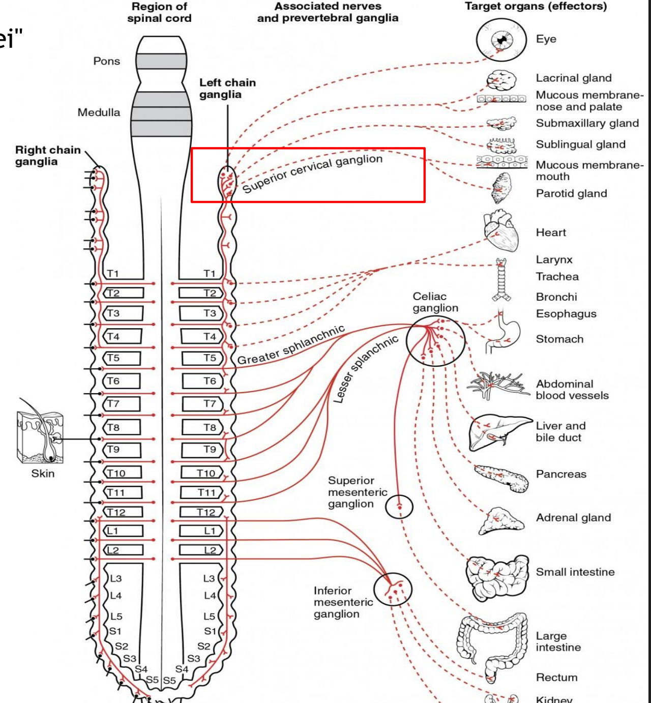 <p>Main sympathetic ganglion associated with the eye</p><p>Innervates the <u>dilator pupilae muscle</u></p><p>Influences blood vessels and sweat glands around the eye/forehead</p><p>Regulates vasoconstriction of the<u> lacrimal gland</u></p>