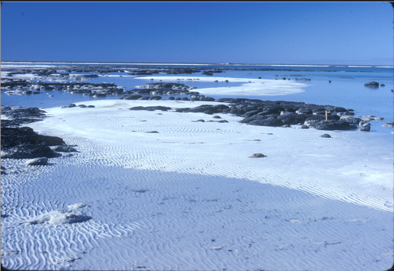 <ol><li><p>Microbial mats</p></li><li><p>Ponding seawater</p></li><li><p>Stressed stromatolites</p></li><li><p>Oolitic sand with wave ripples</p></li></ol>