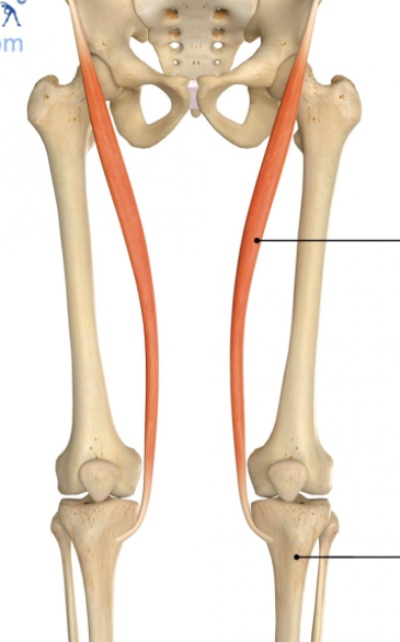 <p><span><span>the body's longest thigh muscle</span></span></p>