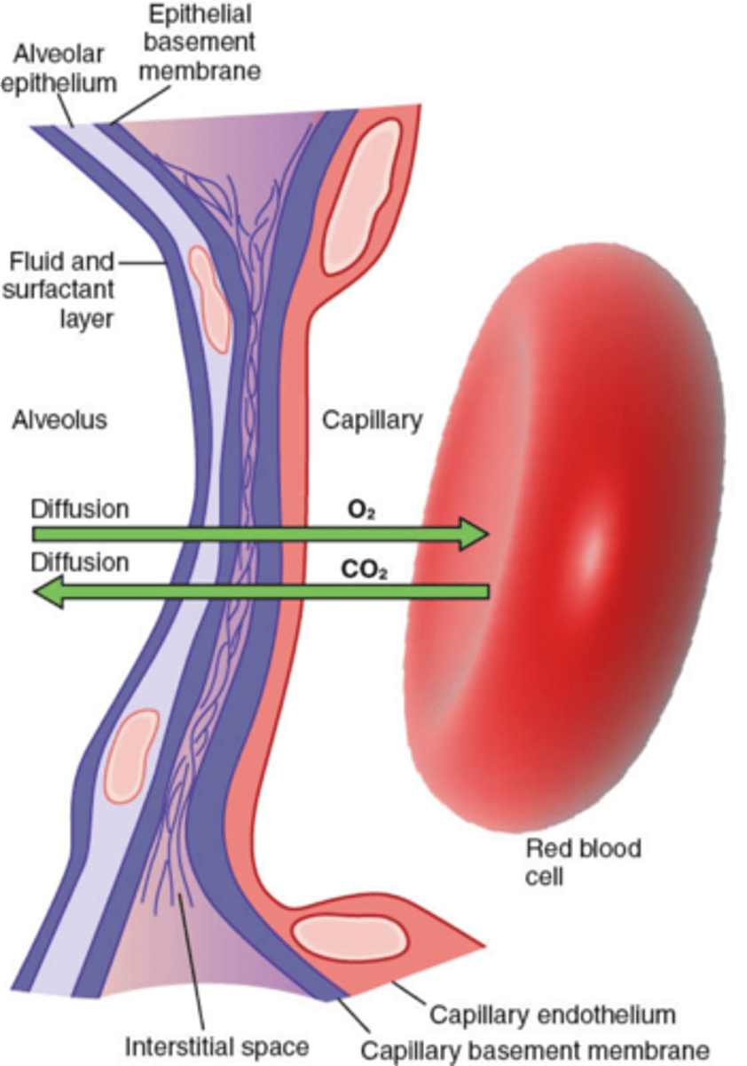 <p>describe the respiratory membrane</p>