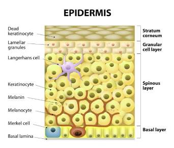<p>Create melanin, which is packaged into melanosomes.</p>
