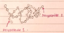 <p>Two or more polypeptide chains combine to form a whole protein molecule.</p>