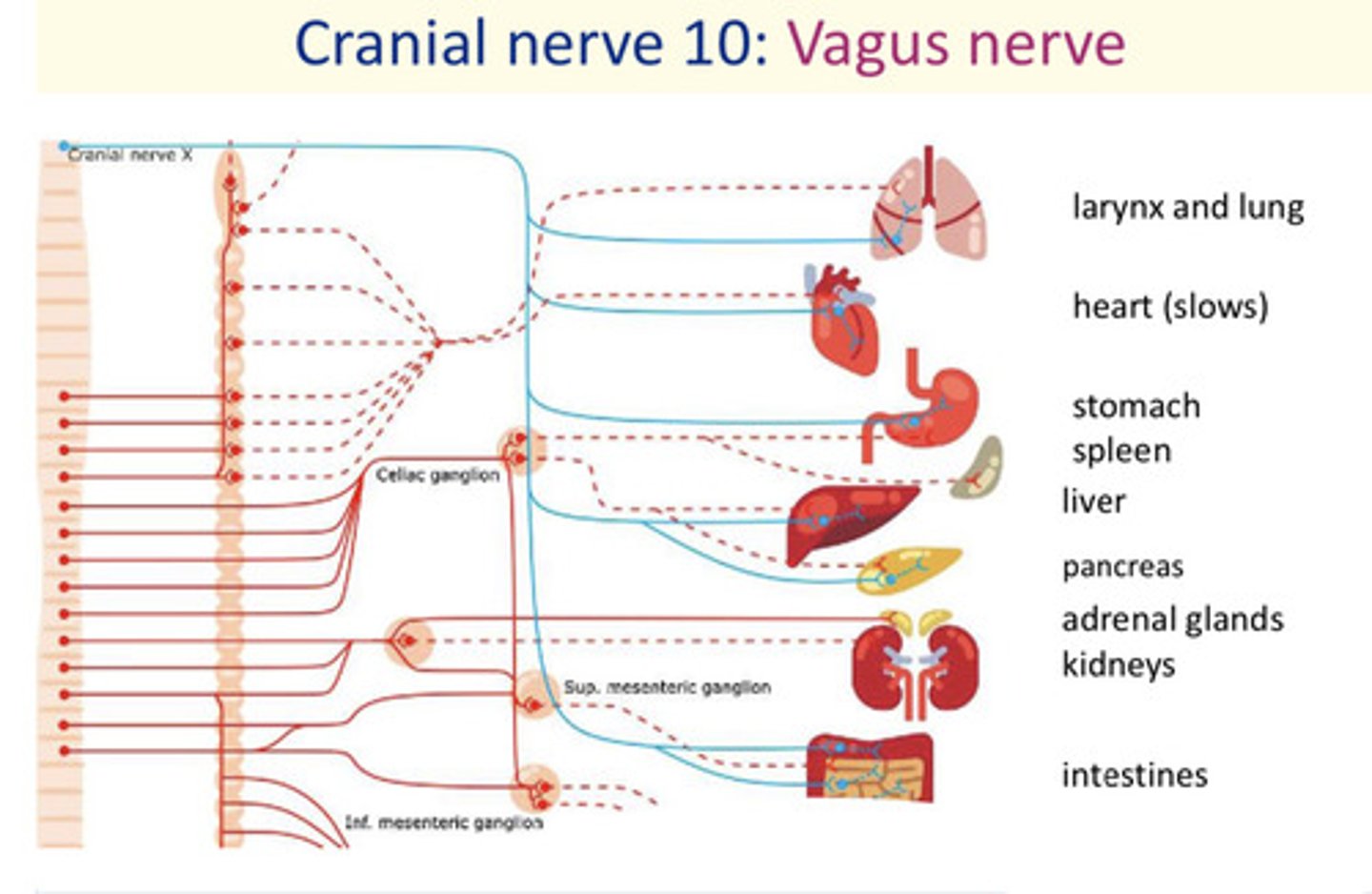 <p>Vagus nerve</p>