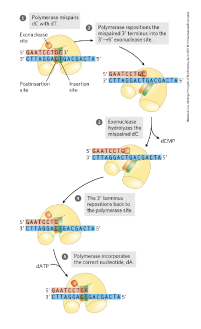 <ul><li><p>translocation of the enzyme is inhibited when an incorrect nucleotide is added</p><ul><li><p>makes non W-C interactions w/ template</p></li><li><p>phosphodiester backbone is formed</p></li><li><p>doesn’t fit in active site</p></li></ul></li><li><p>many DNA polymerases have intrinsic 3’→5’ exonuclease proofreading activity</p><ul><li><p>permits the enzyme to remove a newly added nucleotide</p></li><li><p>mismatched pairs fit well in the editing site (more favorable)</p></li><li><p>makes a break in the phosphodiester bond</p></li></ul></li></ul><p></p>