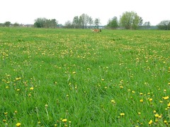 the meadow