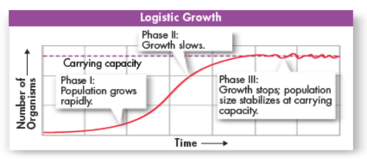 <p>Phase I - The population grows rapidly.</p><p>Phase II - Growth slows</p><p>Phase III - Growth stops and stabilizes at carrying capacity</p>