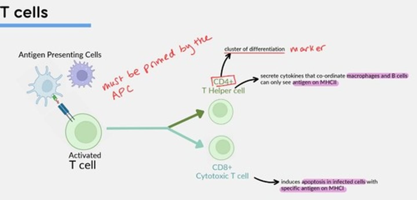 <p>Induce apoptosis in infected cells with specific antigen on MHCI</p>
