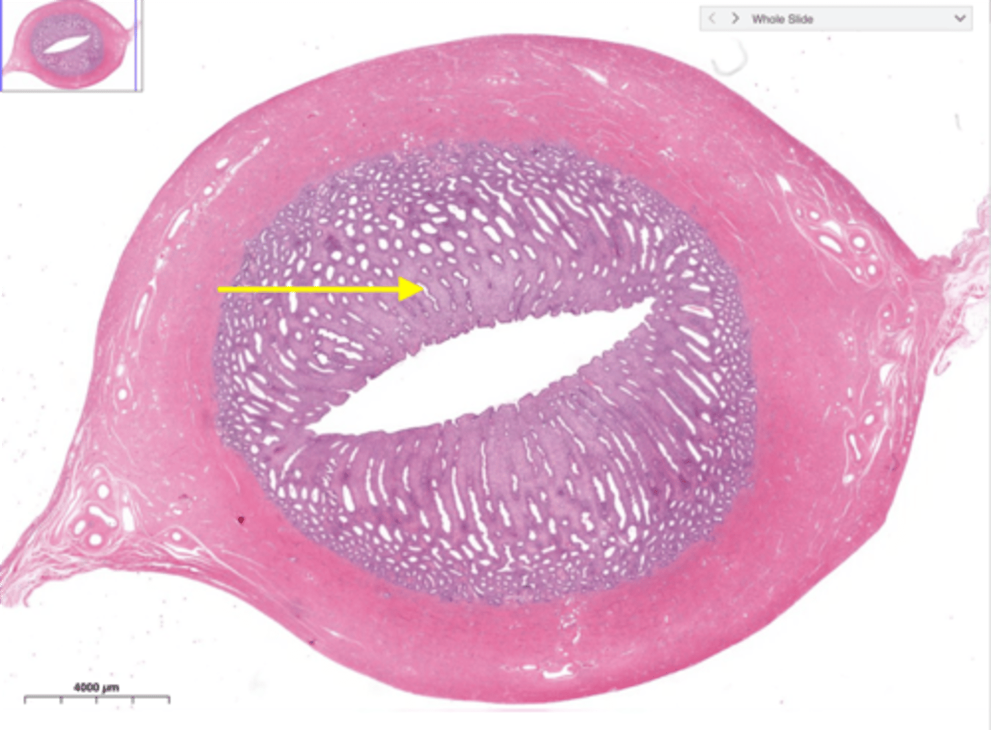 knowt flashcard image