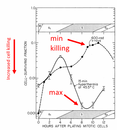 <p>S-phase most <u>sensitive </u>in Hyperthermia</p><p>S-phase most <u>resistant </u>in RT</p>