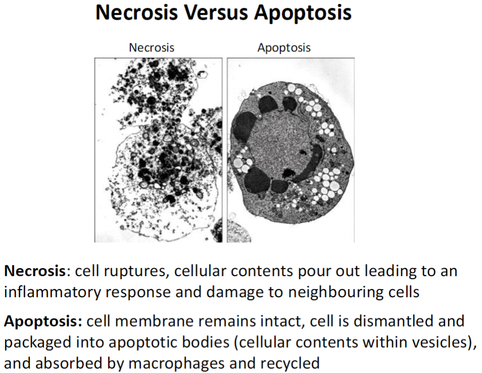 <p><strong>Necrosis</strong><br> Cell ruptures and releases contents<br> Triggers inflammation and damages neighbouring cells</p><p><strong>Apoptosis</strong><br> Cell membrane stays intact<br> Cell dismantled into apoptotic bodies (vesicles containing cellular contents)<br> Bodies are absorbed by macrophages and recycled<br> No inflammation, controlled cell removal</p>