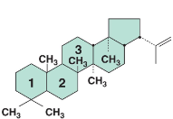 <p>In Bacterial membranes, this helps strengthen the membrane.</p>