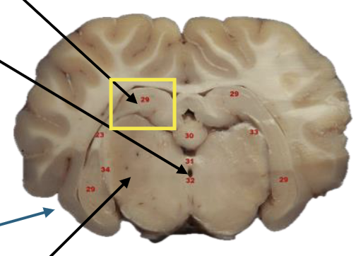 <p>What is this highlighted figure?</p>