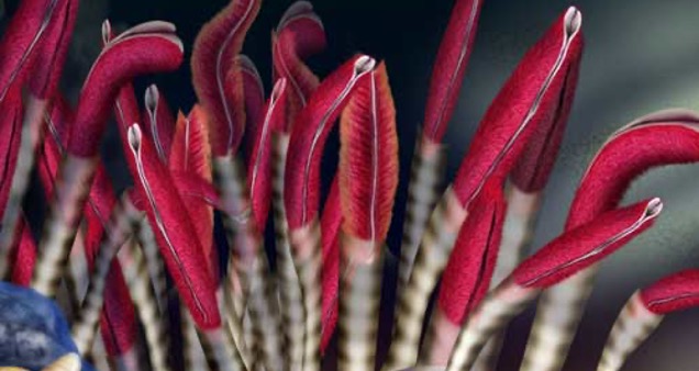 <p><span>•Sedentary marine tubeworms, earthworms, and leeches</span></p><p><span>•Possess few to no setae and often have a clitellum</span></p><p><span>•Glues organisms together while mating</span></p><p><span>•Secretes a cocoon around eggs</span></p>