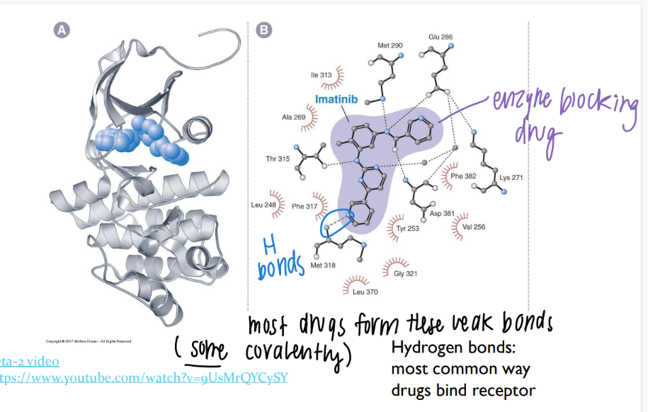 <p>most are WEAK hydrogen bonds </p><p>(some STRONG covalent bonds) </p>