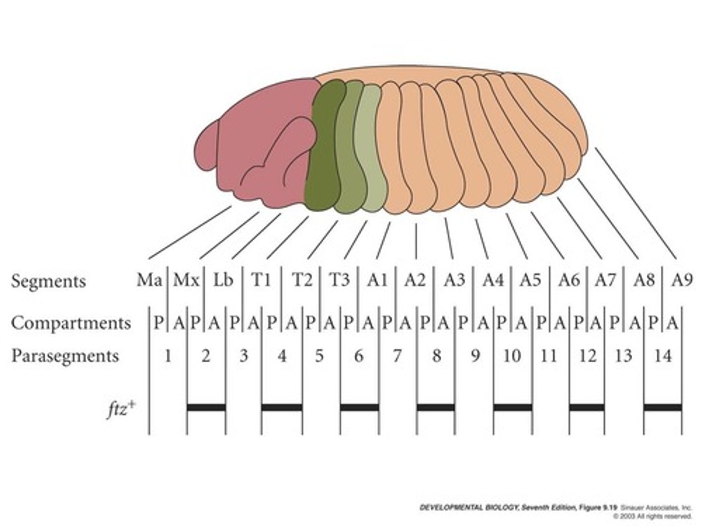<p>Hox gene expression marks the boundaries of parasegments. Each parasegment expresses a unique combination of Hox gene products that give rise to the identity of each parasegment.</p>